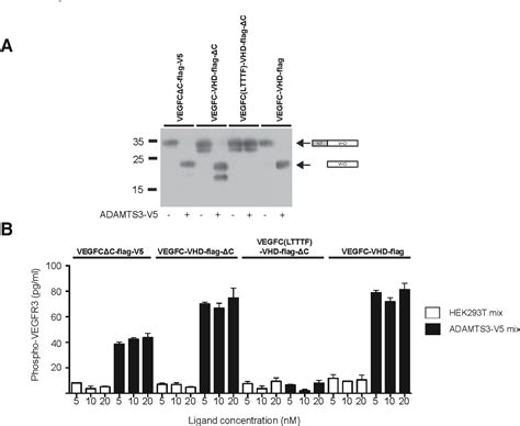 Proteolytic Activation By Adamts Defines Distinct Mechanisms Of