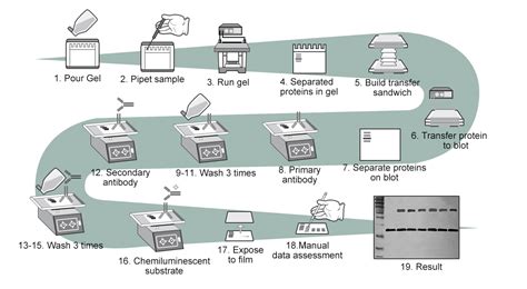 Western Blot Ppt素材 哔哩哔哩