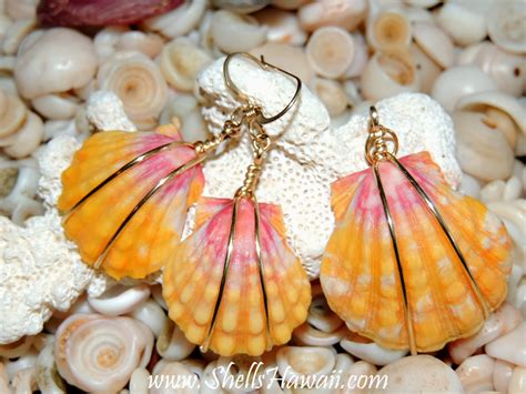 Shellshawaii By Janjira Sunrise Shells Langford S Pecten