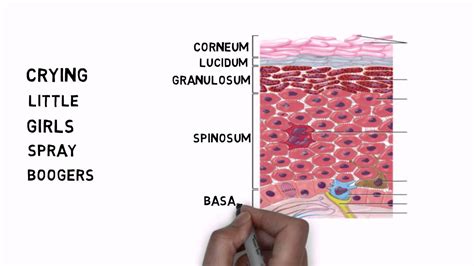 Learning The Layers Of The Epidermis Youtube