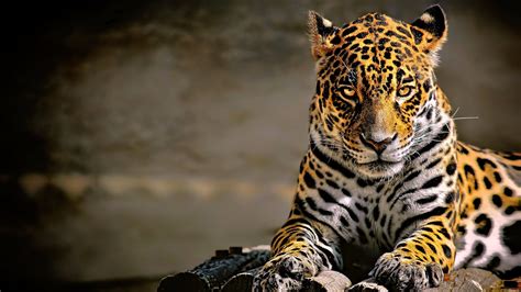 4K Leopard Desktop Wallpaper Wallpaper Download - High Resolution 4K ...