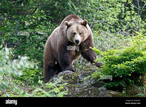 Brown Bear Ursus Arctos Captive Bavarian Forest National Park