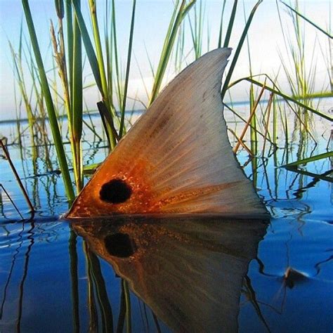 Red Drum Tail — Jay Fleming 55 Off