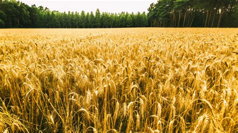 Banco de imagens natureza ramo plantar campo cevada trigo grão