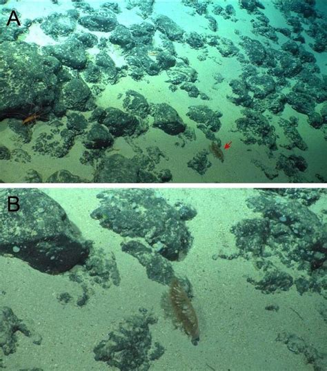 【立正大学】海洋保護区安永海山の岩場で新種のウミエラ類を発見 －北西太平洋から初報告－ 写真1枚 国際ニュース：afpbb News