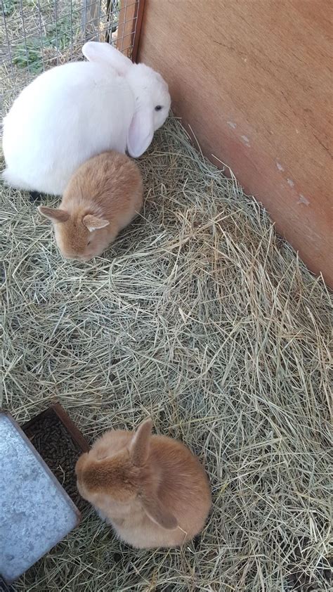 Baby Vm Holland Lop With Their Momma Holland Lop Holland Bunny