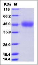 Human Recombinant Cd Siglec Protein From Hek Cells Vwr