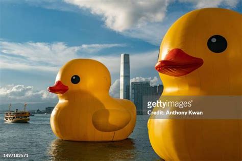 713 Rubber Duck Sculpture Stock Photos High Res Pictures And Images