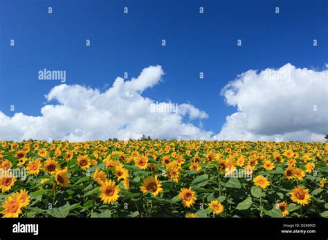 Sunflower field, Hokkaido Stock Photo - Alamy