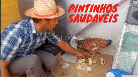 Como Criar Pintinhos SEMPRE saudáveis GALINHA CAIPIRA linda