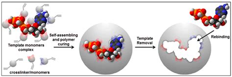 Sensors Free Full Text Molecular Imprinting Of Macromolecules For