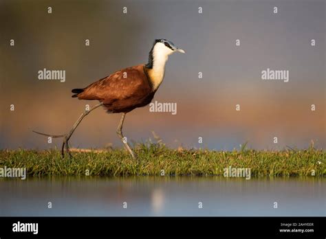 African Jacana Actophilornis Africana Zimanga Game Reserve South