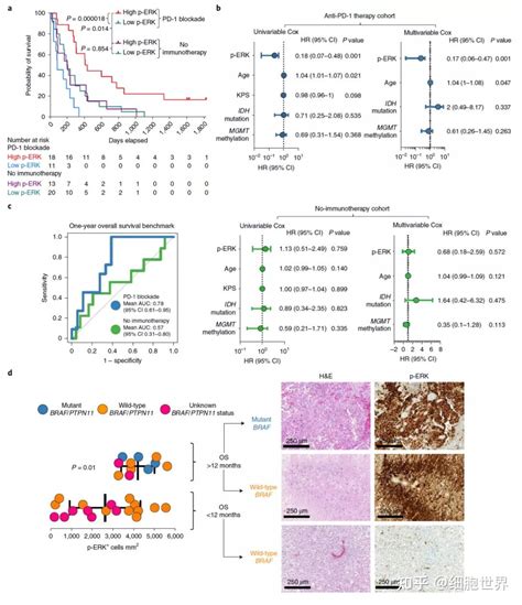 Nature Cancer Erk12磷酸化预测抗pd 1免疫治疗后的生存率 知乎