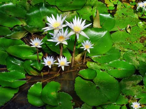 Free Picture Horticulture Nature Leaf Wild Garden Waterlily