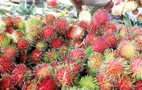 Indian Rambutan Packaging Type Carton At Rs Kg In Coimbatore Id