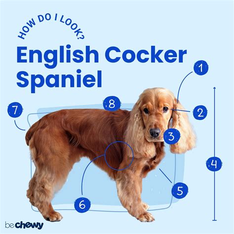 English Cocker Spaniel Characteristics Care And Photos Bechewy