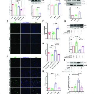 Tex261 Regulates The Proliferation Of PASMCs A B Cell Knockdown Of