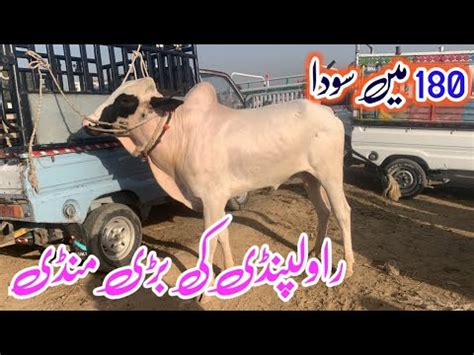 Mandra Mandi Latest Update Ll 180 Mae Soda Ll Domail Mandi Ll Jamil Tv