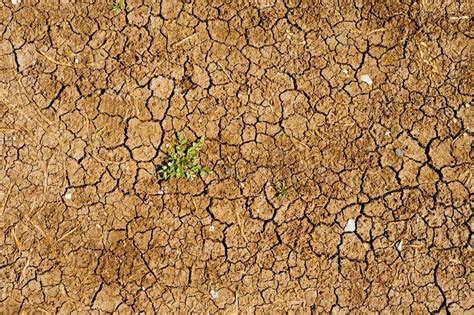 Tierra Seca Con Un Crecimiento De La Mala Hierba Foto De Archivo