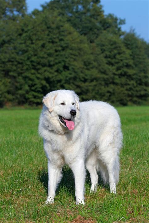 Kuvasz Dog Breed Information Pictures Characteristics And Facts Dogtime