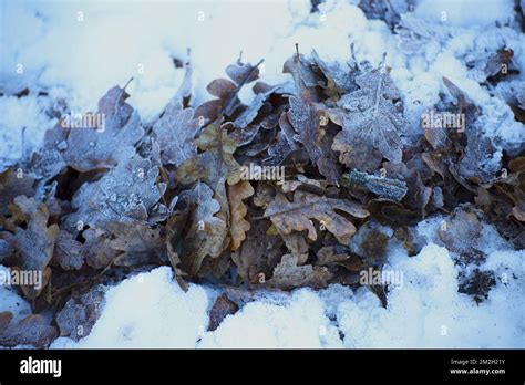 Frozen Autumn Leaves Stock Photo Alamy