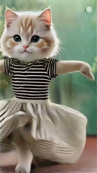 Cute Cat Dance Cat Dance Cute Relaxing Youtube