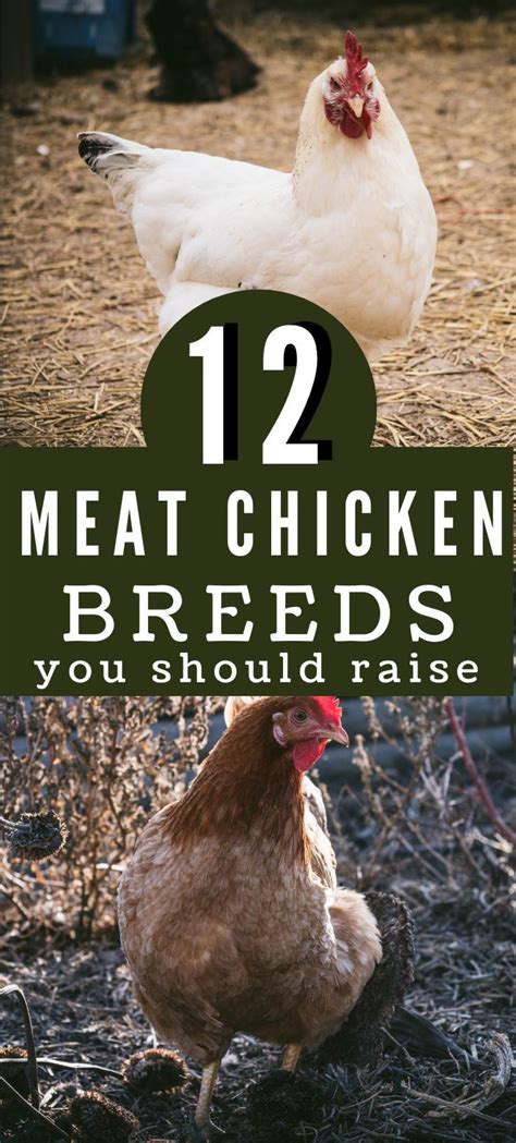 12 Meat Chicken Breeds Perfect For Your Small Homestead Artofit