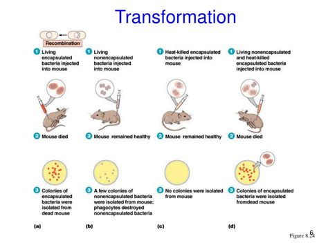 Ppt Chapter 7 Genome And Dna Replication Powerpoint Presentation