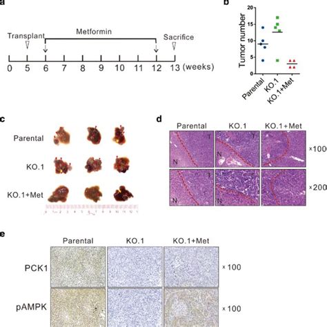 Pck Inhibits Hepatoma Growth In A Subcutaneous Xenograft Mouse Model