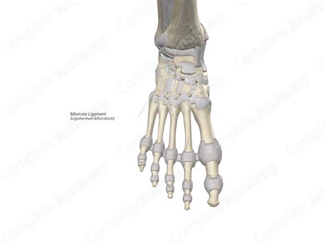 Bifurcate Ligament Complete Anatomy