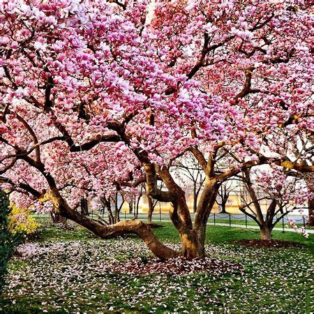 Magnolia Tree Flower Colors | Best Flower Site