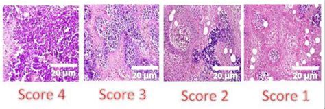 histopathological sections   groups  scientific diagram