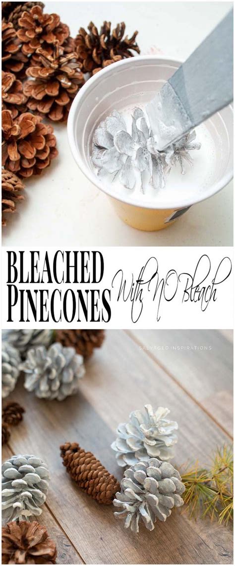 Bleached Pinecones With No Bleach Artofit