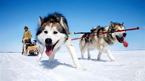 Sled Dogs Photo : Biological Science Picture Directory – Pulpbits.net