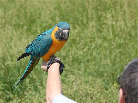 Parrot Training Tips for Beginners | UK Pets