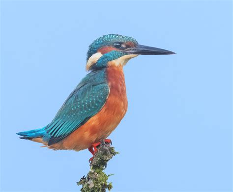 Stephen Burch S Birding Dragonfly Website Kingfisher