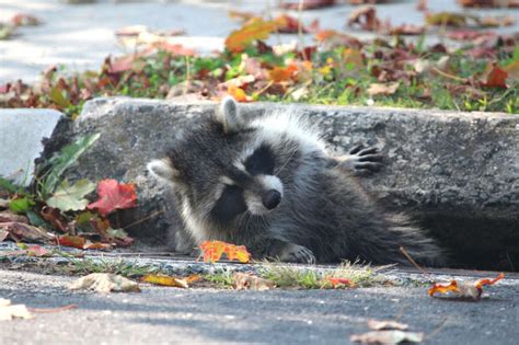 Raccoon Gets Stuck In Storm Drain With Video