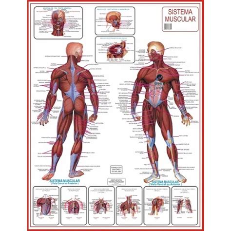 Mapa Do Corpo Humano Sistema Muscular Anatomia Cm X Cm Grande