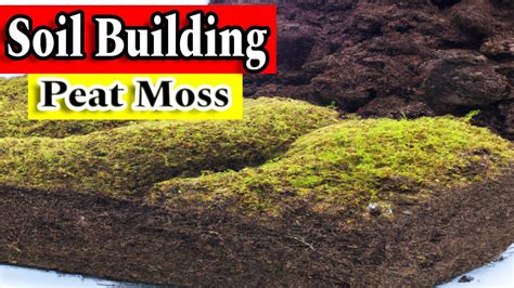 Everything You Need To Know About Sphagnum Peat Moss Youtube