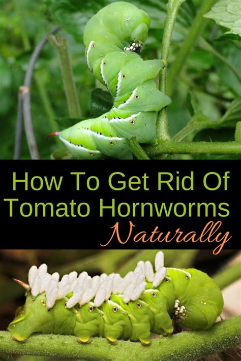 How To Get Rid Of Tomato Hornworms Naturally