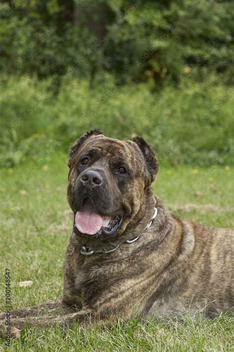 77+ Cane Corso Guard Dog Breeds - l2sanpiero