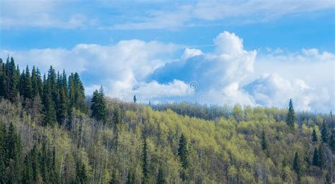 Spring Forest In Boreal Forests Of Northern Canada Stock Photo Image