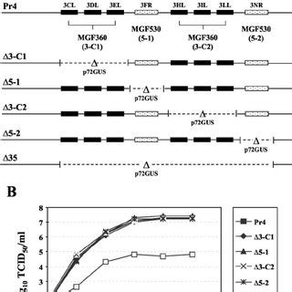 Characterization Of Asfv Mgf And Mgf Gene Deletion Mutants Pr