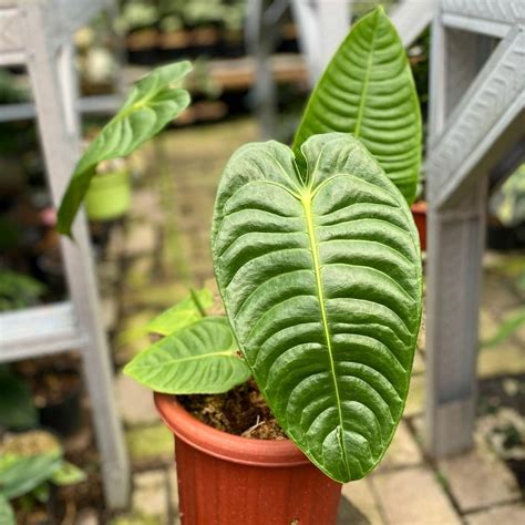 Anthurium Veitchii For Sale Buy Anthurium Veitchii Plant Online