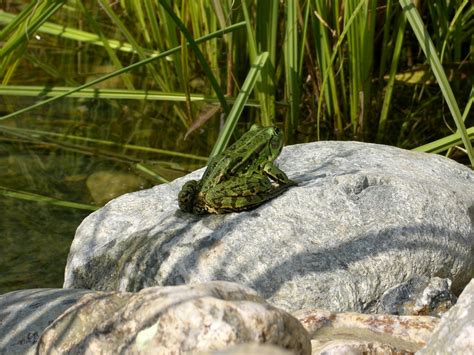 froggy Free Photo Download | FreeImages