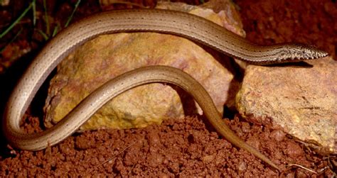 Burtons Legless Lizard Lialis Burtonis Department Of Environment