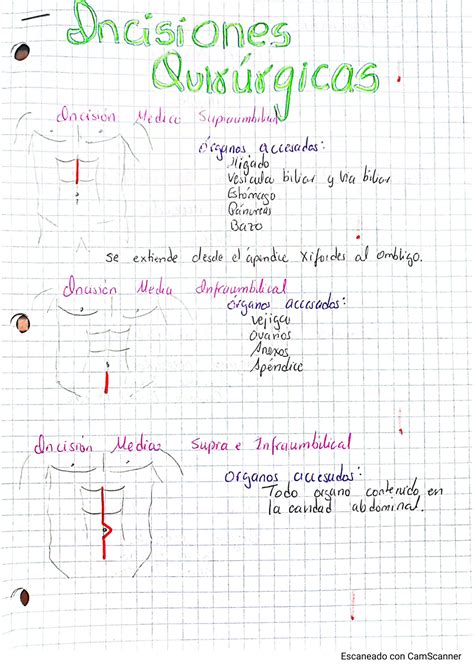 Solution Incisiones Quir Rgicas Y Posiciones Studypool