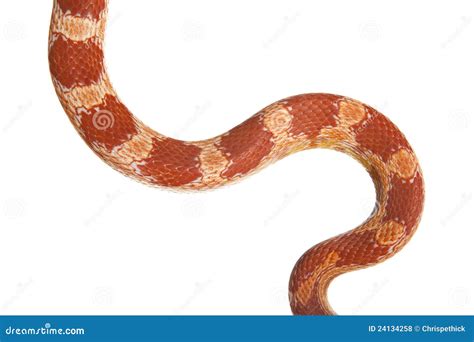 Corn Snake Stock Photo Image Of Animal Exotic Pets 24134258