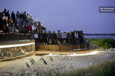 Phillip Island Penguin Parade Guided Tour And Vip View In Melbourne My