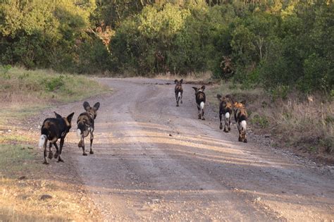 The African wild dog, also called the hunting dog, is a vanishing species in East Africa. Field ...